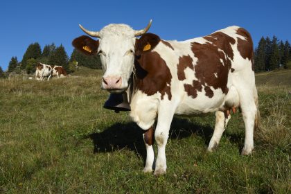 milk cow breeds