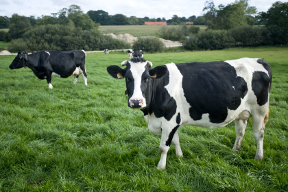 Holstein Friesian