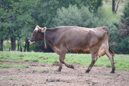 milk cow breeds