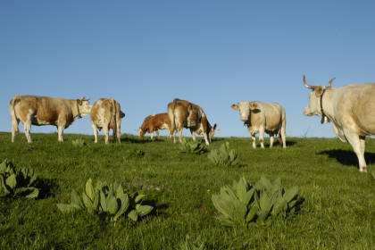 French Simmental